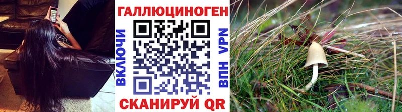 Псилоцибиновые грибы Psilocybe  дарнет шоп  Александровск 